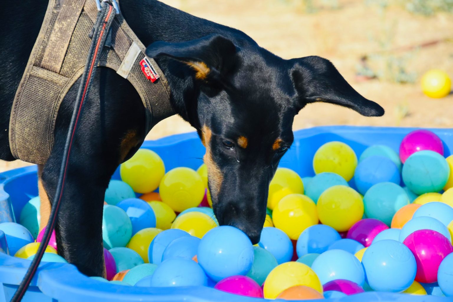 Piscine a balles pour chien éducateur canin