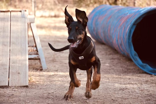 Chien qui court lors d'exercice éducation canin Ollioules