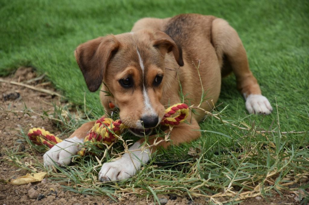 chien-heureux