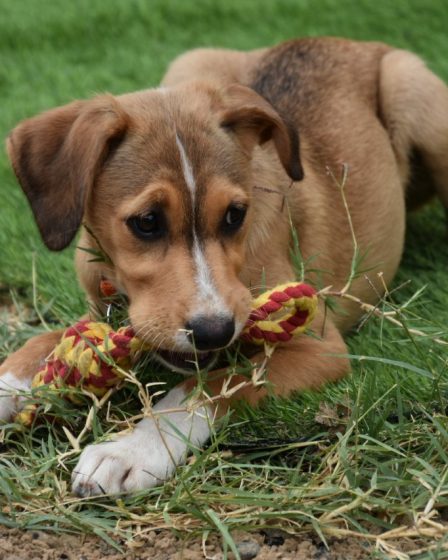 chien-heureux