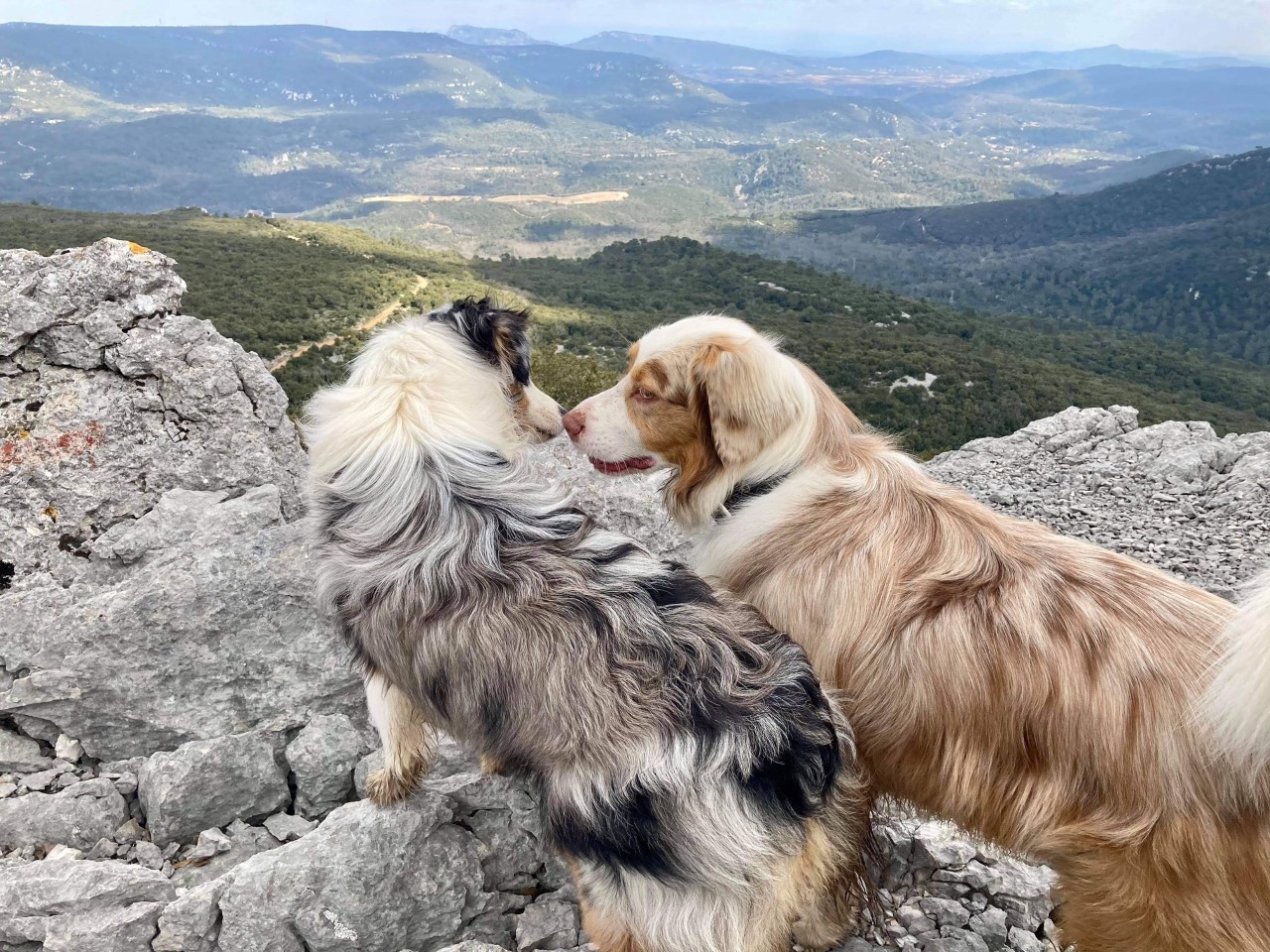 Chiens amoureux Ollioules