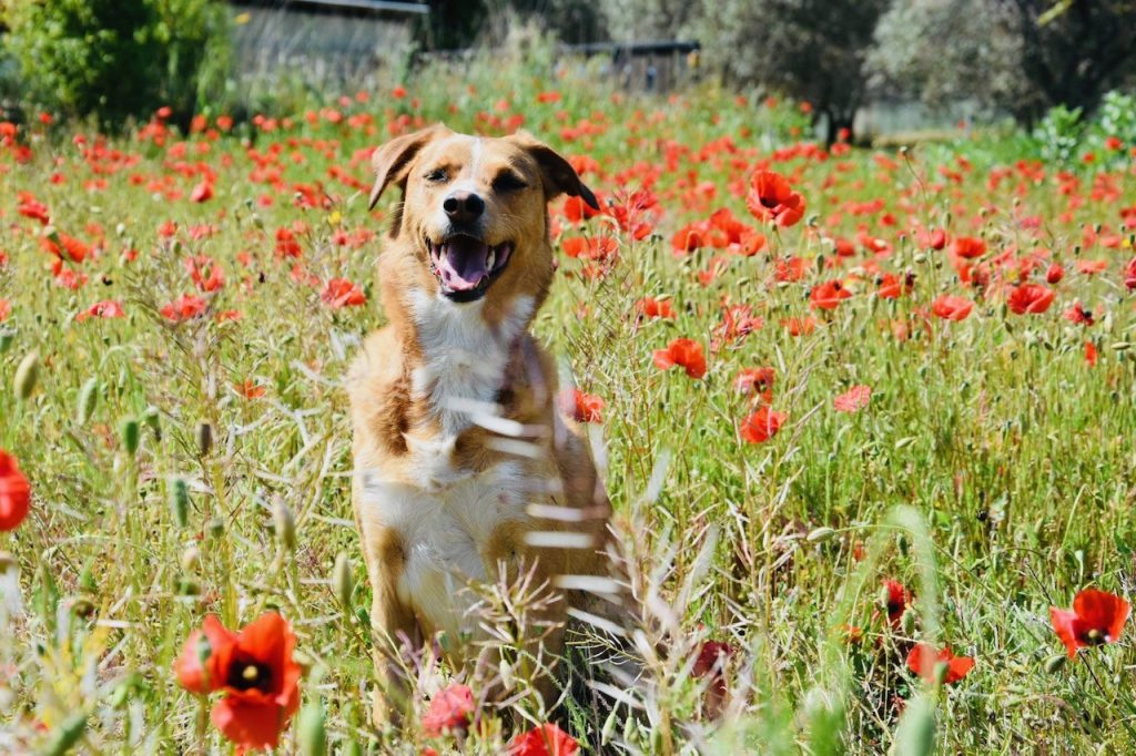 aide exercice chien toulon