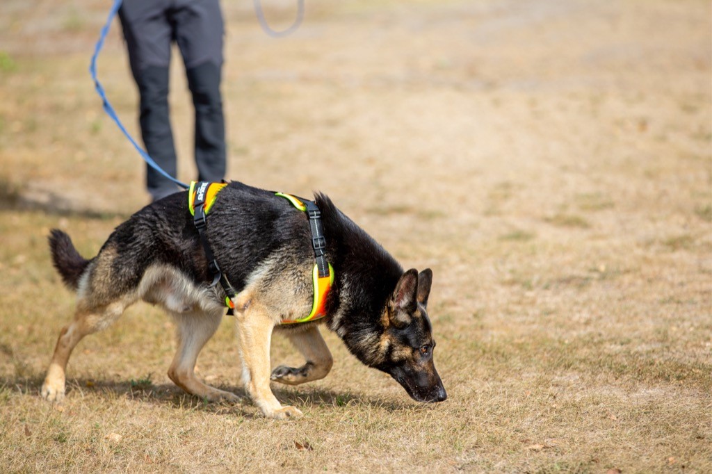 dressage chien mantrailing toulon