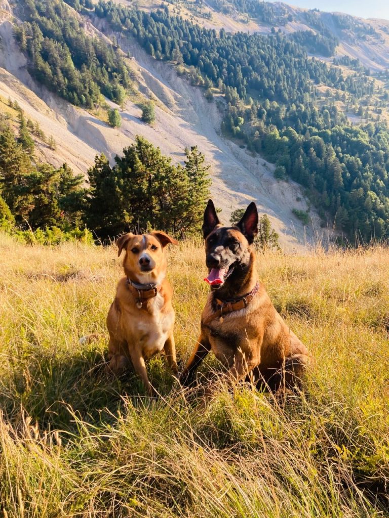 Sociabilité chien ollioules