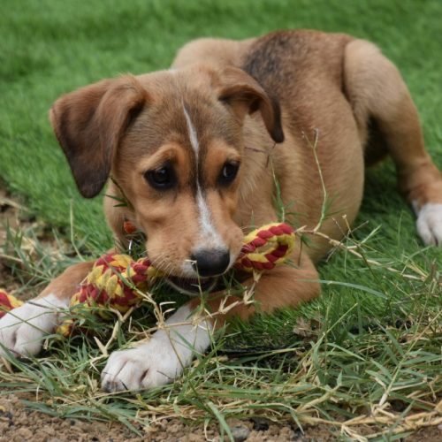 Répondre aux besoins de votre chien vous aideront à le rendre heureux.